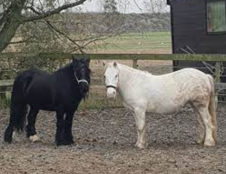 sissi-dreamstables-dagbesteding-paarden-middelburg.png